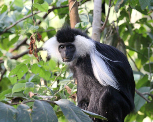 Colobusaffen in Ruanda