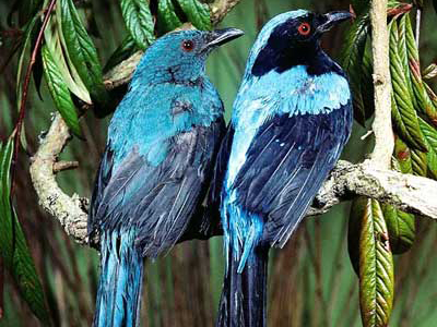 Elfenblauvögel im Nationalpark von Thailand