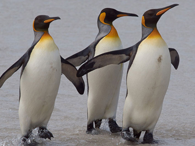 Königs-Pinguine auf den Falkland-Inseln