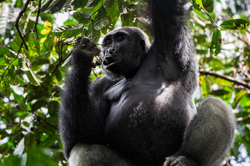 Flachlandgorillas, Kongo-Safaris