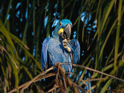 Hyazinth-Ara im Pantanal fotografieren