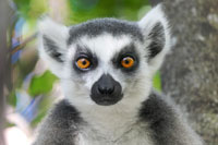 Indri Lemur bei Naturreise Madagaskar