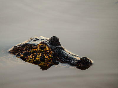 Kaiman im Flussbett des Rio Claro auf einer Pantanal-Reise