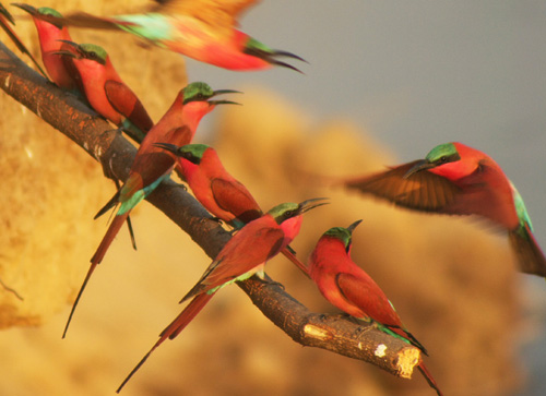 Karminspinte an einer Futterstelle, Sambia-Reise