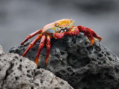 Rote Klippenkrabbe an der Küste der Galapagosinseln