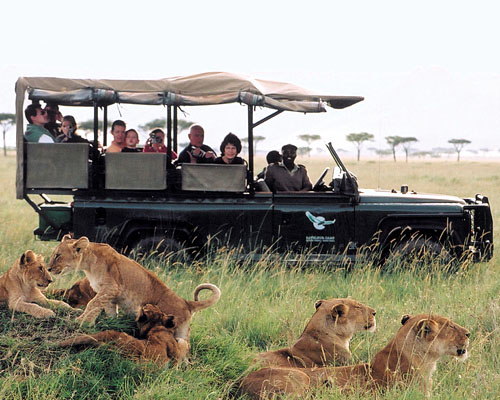 Pirschfahrt mit Löwenfamilie - Botswana