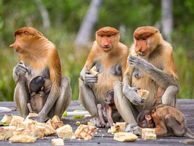 Nasenaffen im Bako Nationalpark in Borneo