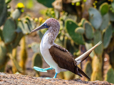 Blaufuss Tölpel auf Galapagos Reise