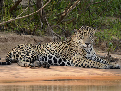 Jaguar im Pantanal bei Brasilienreise