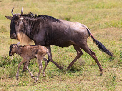 Gnu Wanderung in Tansania