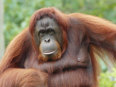 Orang Utan bei Malaysia Reise auf Borneo