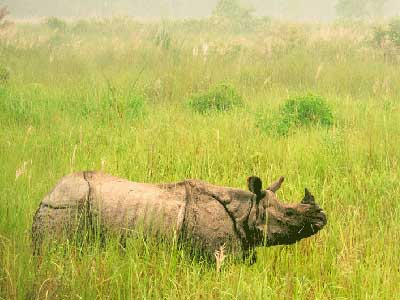 Panzernashorn im Chitwan-Nationalpark von Nepal