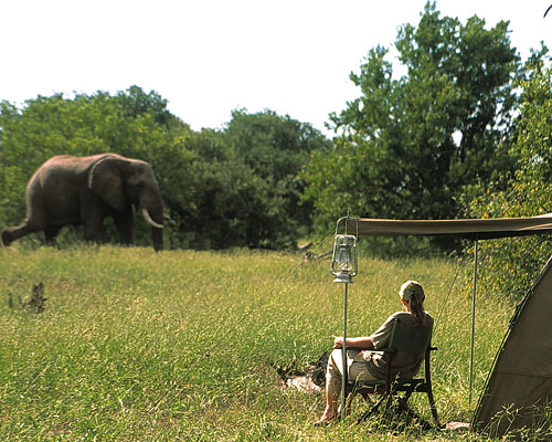 Elefanten hautnah auf Afrika-Zelt-Safari