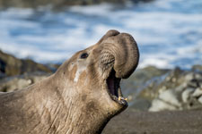Bild: Seeelefant 