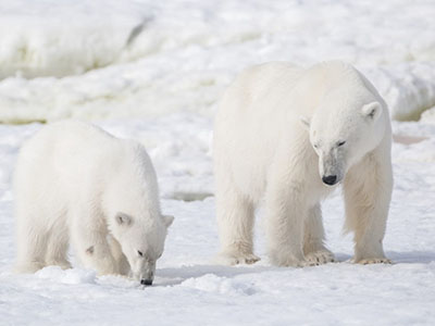 Spitzbergen-Reise – Heimat der Eisbären