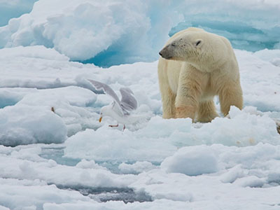 Eisbären auf Arktis-Reisen – ein begehrtes Fotomotiv