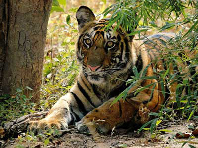 Tiger-Beobachtung auf Indien-Safari