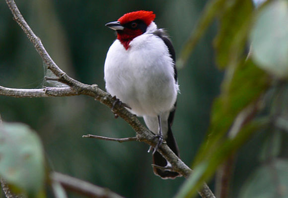 Roter Kardinal im Vogelparadies Kolumbien
