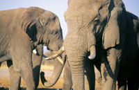 Bild: Elefantentour