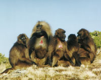 Bild: Gelada - Wanderung