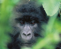Bild: Gorilla