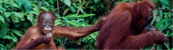 Bild: Orangutan 
