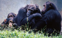 Bild: Schimpansen