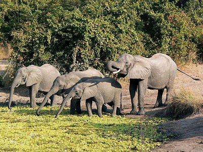 Elefanten an der Wasserstelle auf einer Sambia-Safari