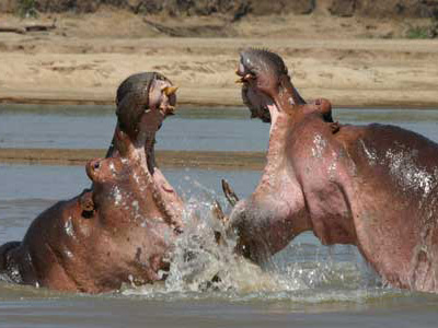 Kämpfende Flusspferde im Luangwa-Fluss, Sambia