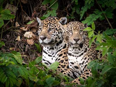Jaguare am Ufer des Rio Cuiaba, Pantanal-Reise
