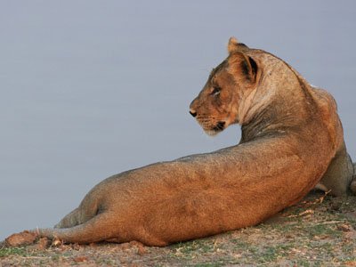 Löwin am Flussufer des Luangwa in Sambia