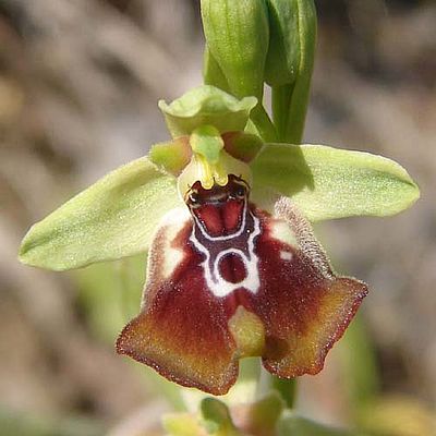 Ophrys oxyrrhynchos (c) Reiner Merkel