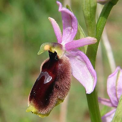 Ophrys lunulata (c) Reiner Merkel