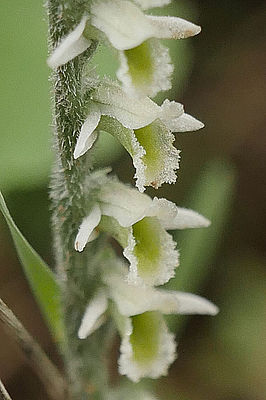 Spiranthes spiralis