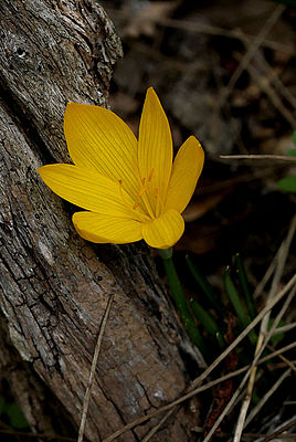 Sternbergia lutea