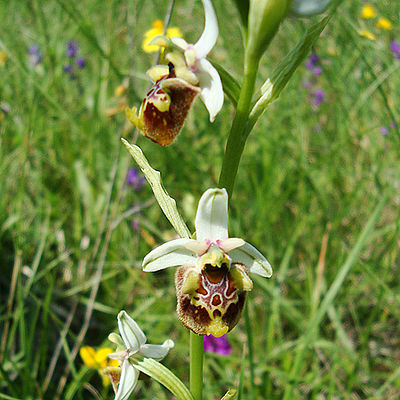 Ophrys tetralonia