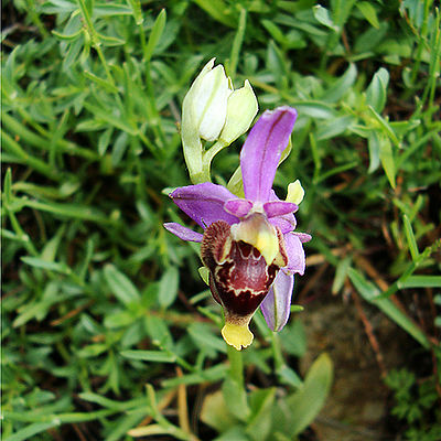 Ophrys  zinsmeisteri