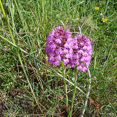 Orchis pyramidalis