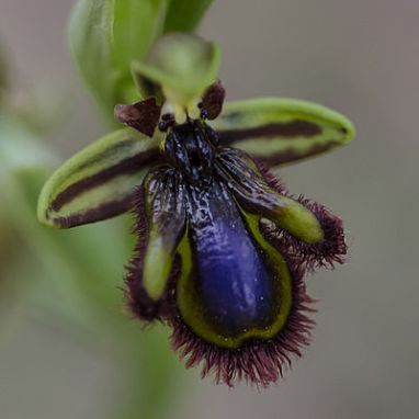 Ophrys speculum (c) S. Munzinger