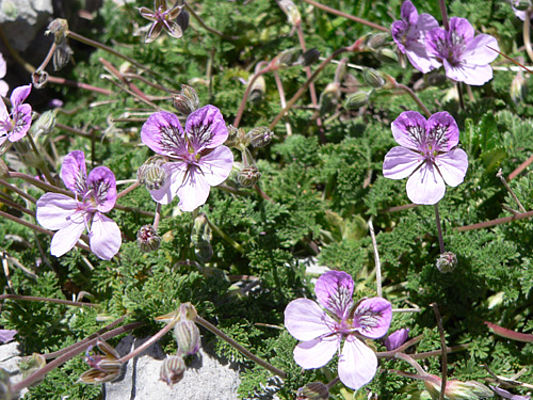 Erodium glandulosum (c) U. Lüders