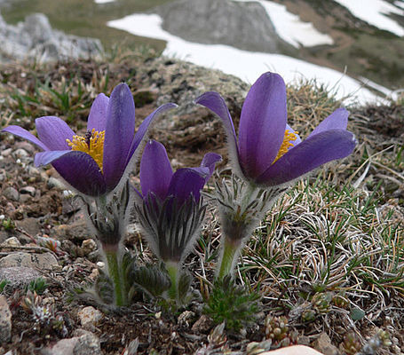 Pulsatilla vulgaris (c) U. Lüders