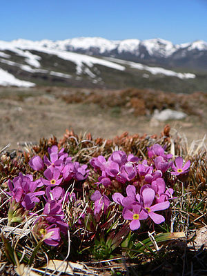 Androsace cantabrica (c) U. Lüders