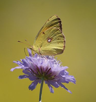 Mountain Clouded Yellow