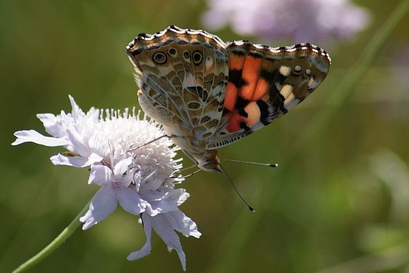 Painted Lady