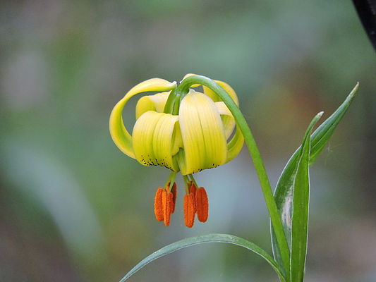 Yellow Lily