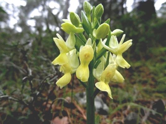 Dactylorhiza romana (c) M. Cetisnalan