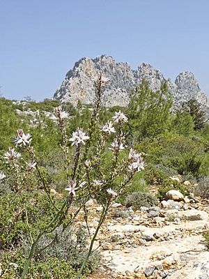 Asphodelos microcarpus (c) S. Munzinger