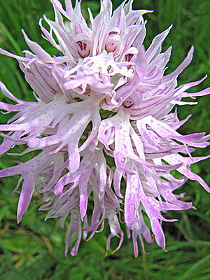 Italienisches Knabenkraut