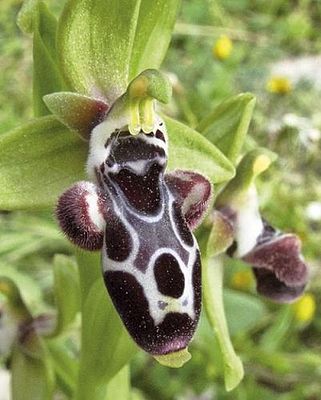 Ophrys kotschyi