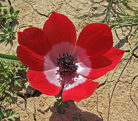 Kronen Anemone